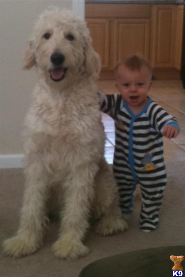 Stud Dogs - Goldendoodles
